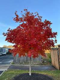 Falls Color - Columbus, Ohio