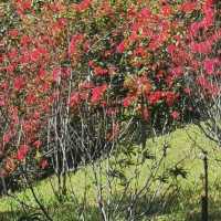 紅葉🍁打卡（青衣公園）市區內既紅葉交通超方便
