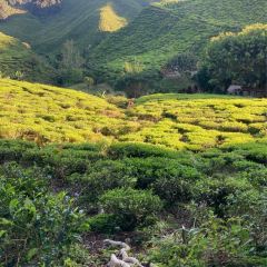 Cameron Valley Tea House 여행 사진