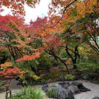 京都紅葉2022 宝筐院の素晴らしい紅葉