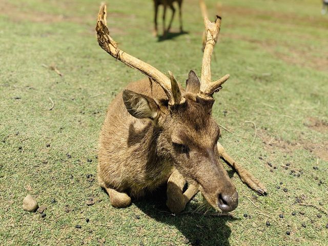 DEER OH DEAR