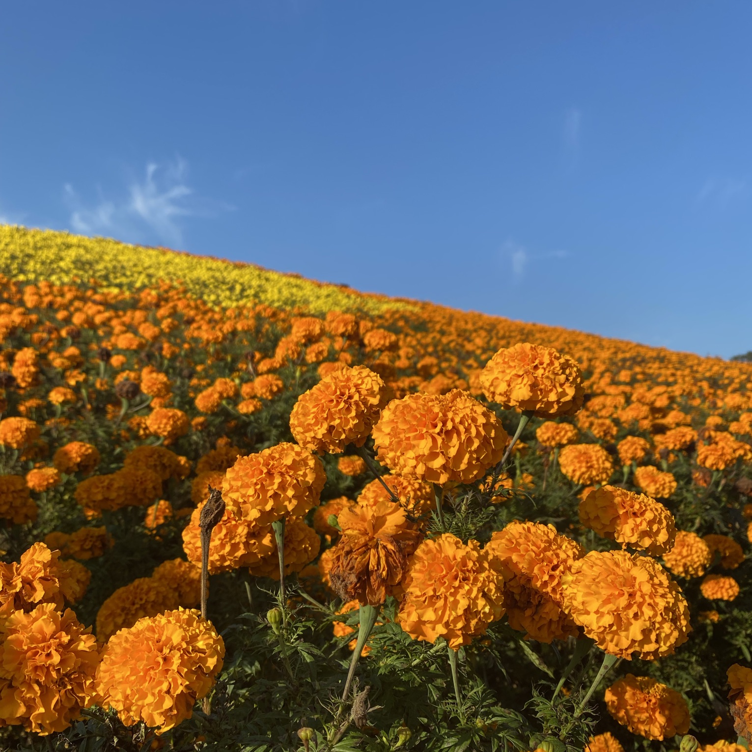 見どころ満載 東京ドイツ村 Trip Com 袖ケ浦の旅のブログ