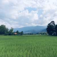 สะพานทุ่งนาแห่งร่องเขานครชุม