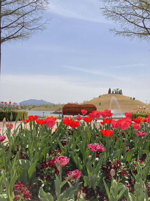 🌷튤립 가득한 정원에서 인생샷 찰칵! 순천만국가정원’🌷