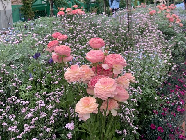 #浜松市　#浜名湖ガーデンパーク　#花畑　#ラッキーわんこ旅