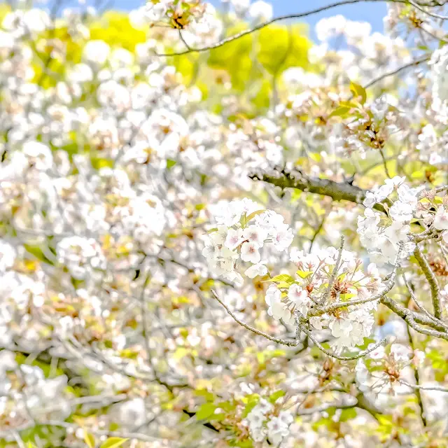 浜離宮の終わりかけの桜