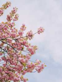 서울근교에서 겹벚꽃 보기 좋은 명소🌸