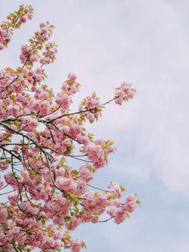 서울근교에서 겹벚꽃 보기 좋은 명소🌸