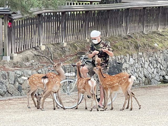 週末の旅【興福寺in奈良】