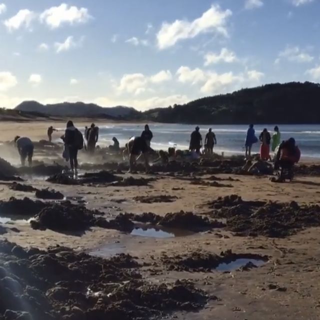 coromandel peninsula and hot water beach