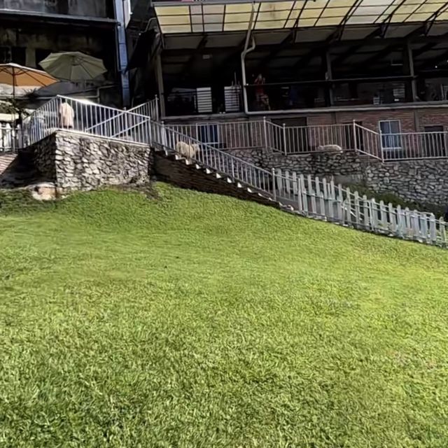 THE SHEEP SANCTUARY (Cameron Highlands)