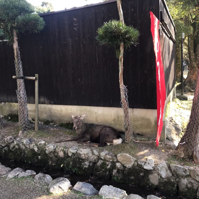 일본🇯🇵 나라사슴공원에서 사슴과 친해지기