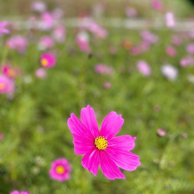 가을 하면 제일 먼저 생각나는 꽃 코스모스🌸