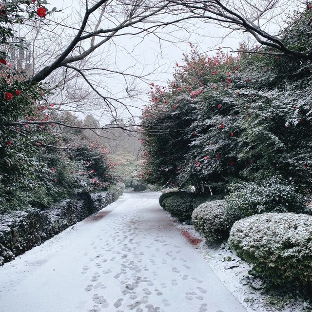 Blooming experience in the winter 