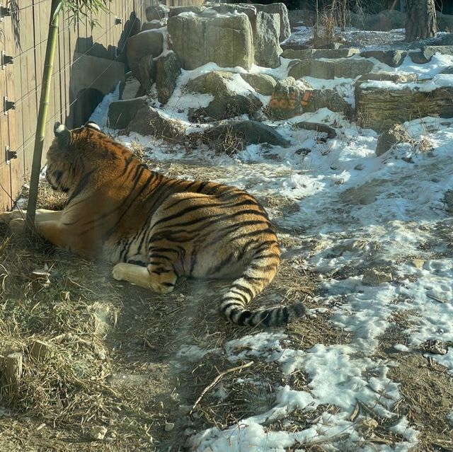 冬日白雪雪首爾動物園🫶🏻🫶🏻不一樣的體驗🤲🏻🙈
