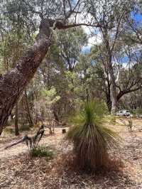 Trees and Twigs @ Yanchep National Park! 🫣🤩