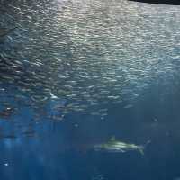 名古屋水族館の生き物たち