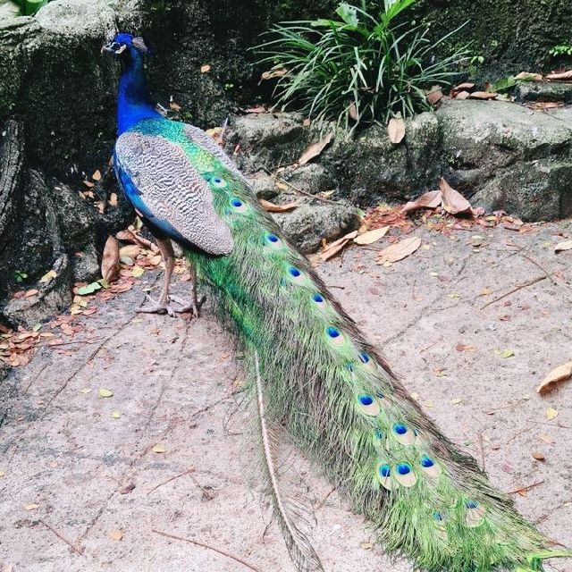 Bird Paradise at Jurong Bird Park