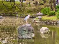 京都　KYOTO SAKURAめぐり❗️円山公園の祇園枝垂桜に感動❗️