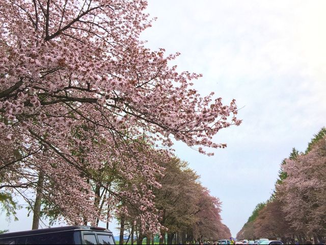北海道　静内桜めぐり❗️ 二十間道路桜並木の桜に感動❗️
