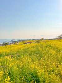 바다가 보이는 넓은 유채꽃밭, 울산 슬도에서 두 마리 토끼잡기