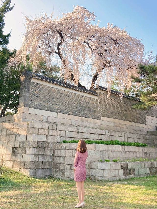 고즈넉한 창덕궁과 어우러진 꽃 🌸
