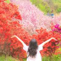봄에 전주를 가야하는 이유🌸