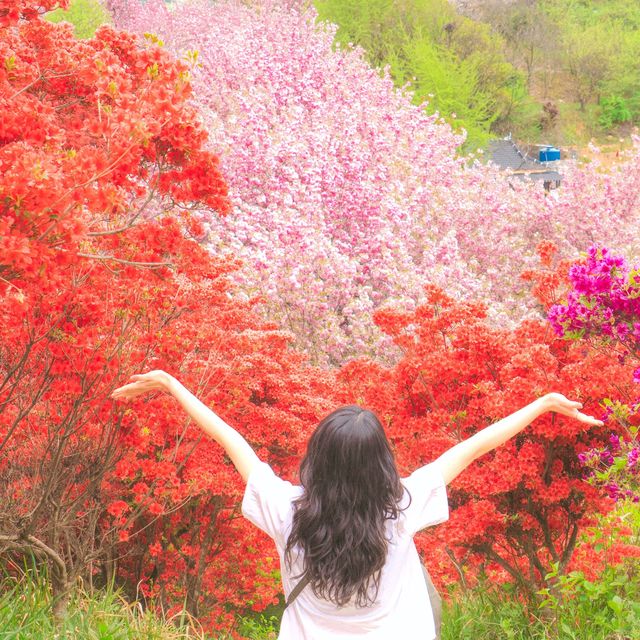 봄에 전주를 가야하는 이유🌸