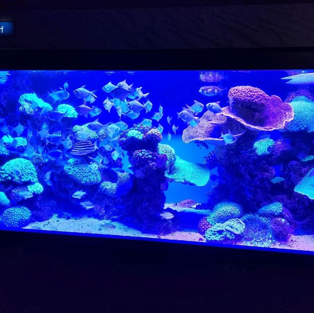 A small aquarium but great experience!