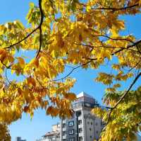 Fall around in Peace Square