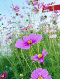 Daisies and Sunsets