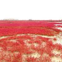 Red Beach in Panjin - China