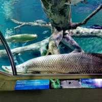 Shanghai Ocean Aquarium