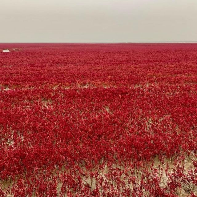 Red Beach in Panjin - China