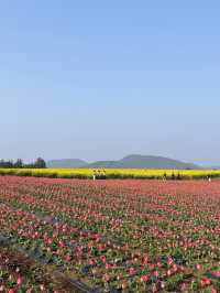 제주 보롬왓, 튤립 꽃밭에서 인생샷 어때요🌷📷