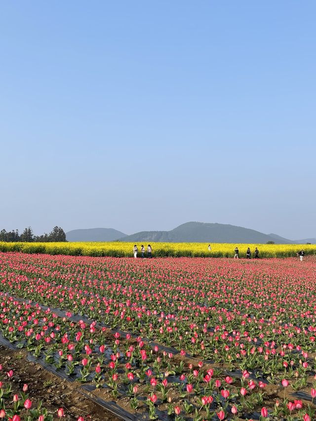 제주 보롬왓, 튤립 꽃밭에서 인생샷 어때요🌷📷