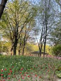 매년 봄이 기다려지는 서울숲 튤립🌷