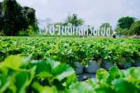 ไร่ชวนชิม สตรอเบอรี่มวกเหล็ก