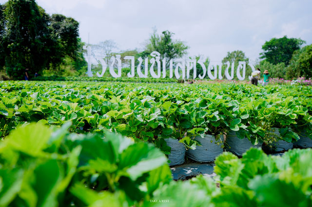 ไร่ชวนชิม สตรอเบอรี่มวกเหล็ก