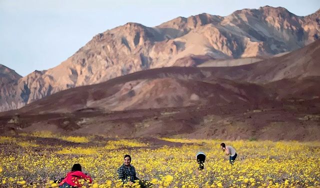 🌺The super flower sea of Southern California has arrived.