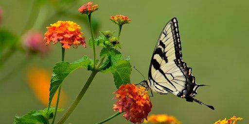 Caterpillar To Butterfly Transformative Spring Equinox Sound Bath | Hanai, Eagle Road, Bend, OR, USA