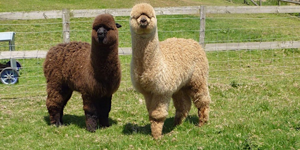 Introduction to Alpacas - Breeding, Fibre & Conformation | Mullacott Alpacas
