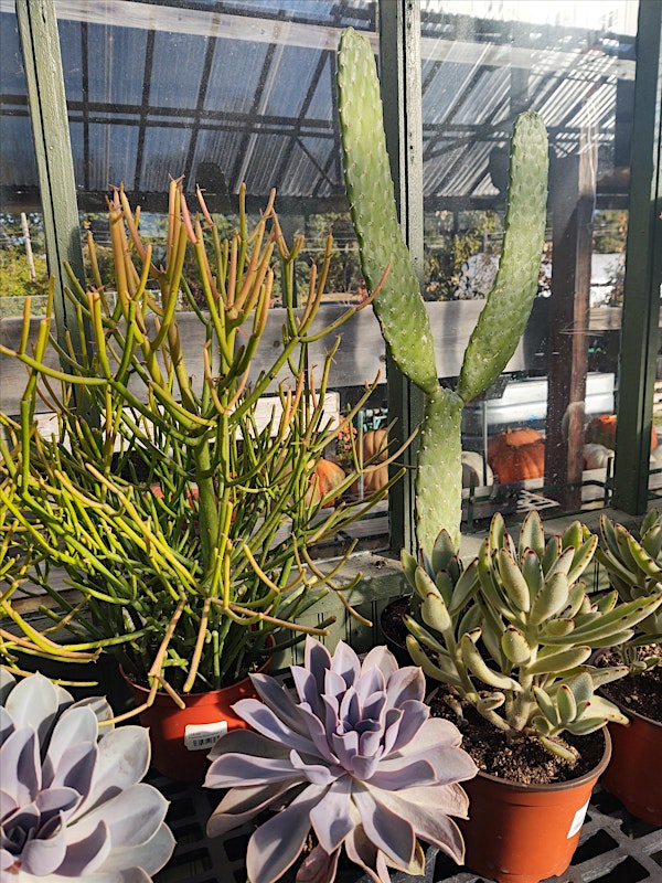 Cactus TerraGarden | Alice's Garden