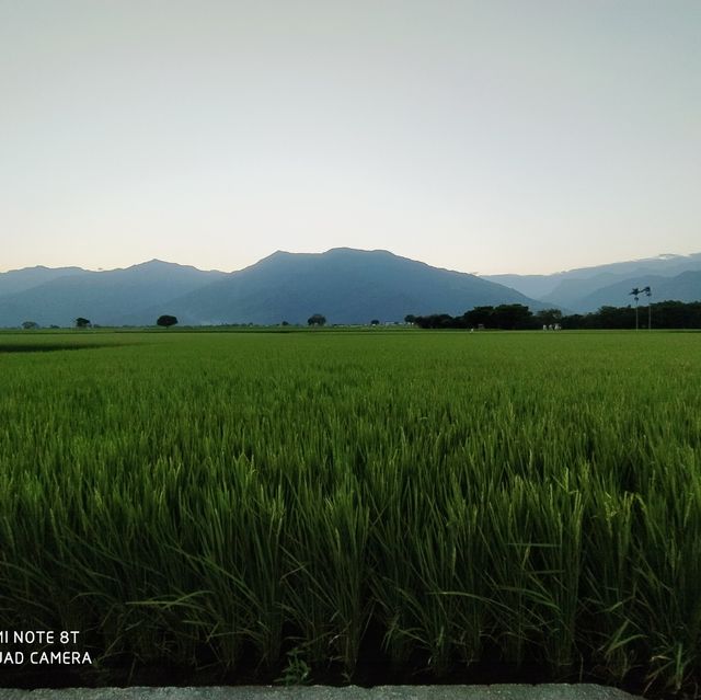 《台東》池上伯朗大道～