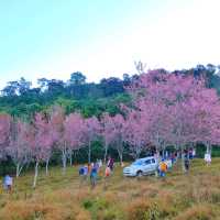 ภูลมโล แปลง2551/3