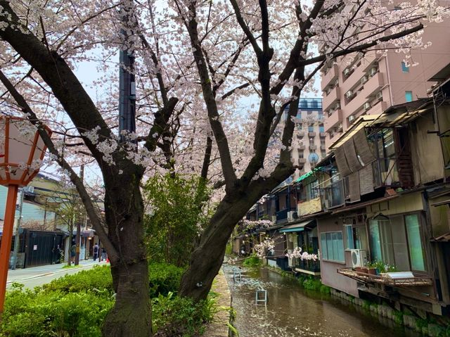 京都　KYOTO SAKURA桜めぐり❗️高瀬川沿いの桜に感動❗️