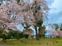 京都　SAKURA 桜めぐり❗️醍醐寺　伽藍の桜に感動❗️