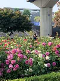 중랑천, 서울장미축제🌹