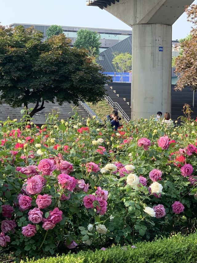 중랑천, 서울장미축제🌹