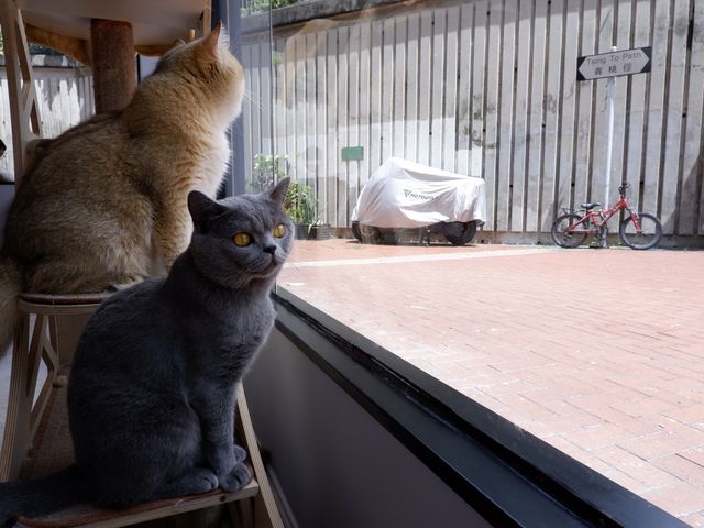 平價玩貓Cafe